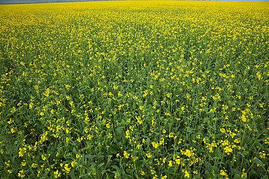 《Matchbox 飞车大冒险》Steam页面上线 9月20日发售